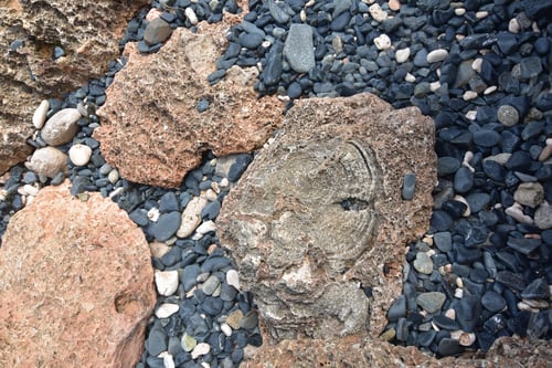 Preview: Imprint Of Fossils In Rock Formation On A Beach In Aruba.