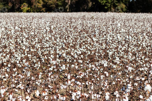 Preview: Blooming Cotton Field Ready For Harvest With Blue Sky