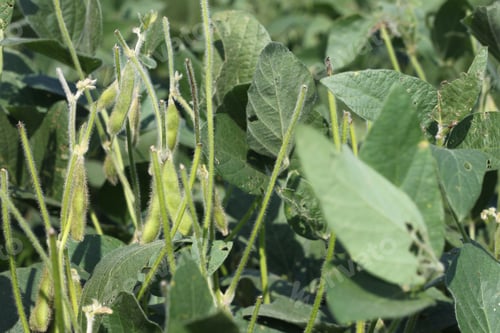 Preview: Short Soybean Plants Growing In An Agricultural Field Under A Clear Blue Sky. 3457