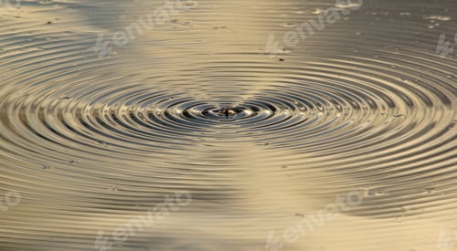 Preview: Moth Water Ripples - Nature Backgrounds Of Interesting Beauty - Motion Of Wonderful Earth