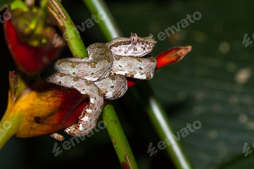 Preview: Close Up Of A Eyelash Viper Wrapped Around A Tropical Flower In Costa Rica