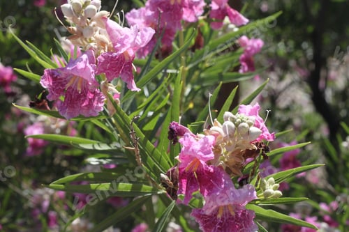 Preview: A Desert Willow Hybrid Tree With Purple Flowers 0037