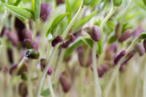 Preview: Close Up Of A Group Of Green Soybean Sprouts With Long Stems And Green Leaves