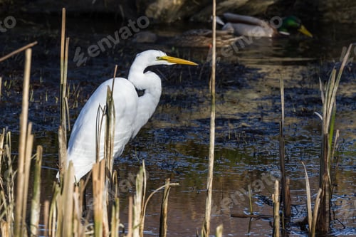 Preview: Beautiful Great White Egret Looking For Fish In A Shallow Tidal Pond Near Hunter Creek In The