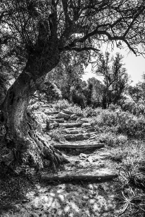 Preview: Low Angle View Of Steps Amidst The Forest Crete Greece Europe