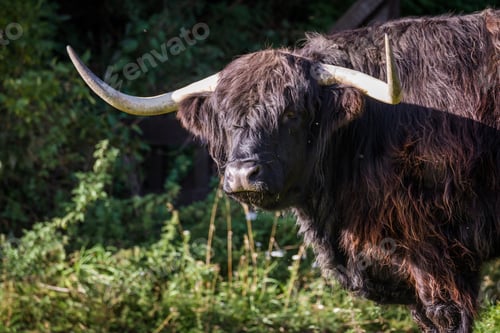 Preview: Close Up Of An Adult Highland Cow In A Field With Fresh Green Grass Late Summer In The Scottish