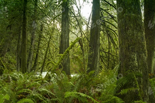 Preview: Ancient Rain Forest In Vancouver Island Series - Lot Of Big Trees Near Creek