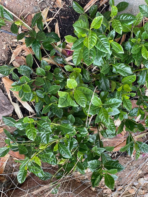 Preview: A Gardenia Bush With Bright Green Leaves 4059