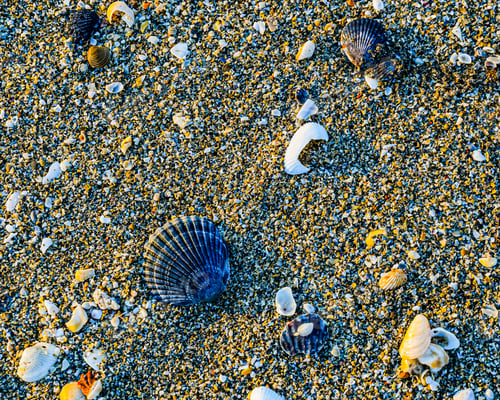 Preview: Seashore Background Of Scallop Shells Among Other Broken And Tumbled Seashells On A Florida Beach.