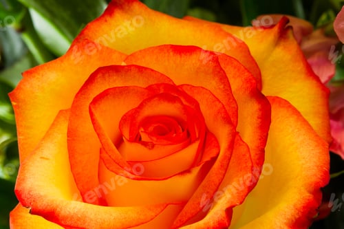Preview: Closeup Of A Rose With Orange And Red Coloring In A Bouquet