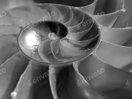 Preview: Chambered Nautilus In Black And White