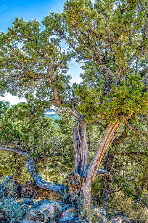 Preview: Zion National Park Is Located In The Southwestern United States, Near Springdale, Utah