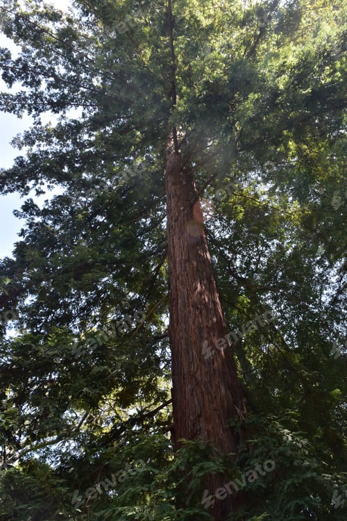 Preview: Looking Up The Trunk Of A Redwood Tree In California.