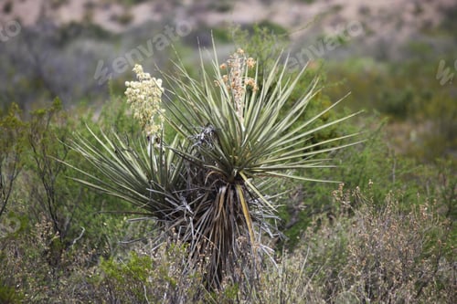 Preview: Yucca Plant Blooming In The Desert