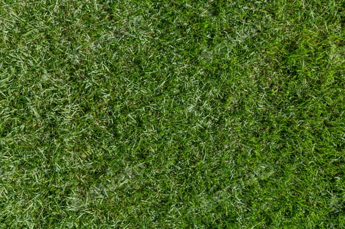 Preview: Green Grass. Background Texture. Fresh Spring Green Grass.