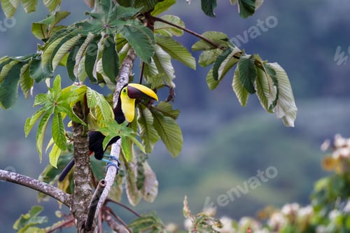Preview: Chestnut Mandible Toucan Perched On A Branch In San Carlos Costa Rica