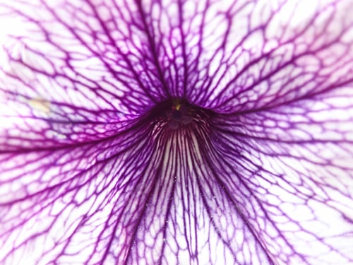 Preview: Flower With Purple Veins, Close Up