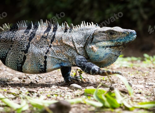 Preview: Spiny Tail Iguana Walking On The Ground In The Pacific Costa Rica