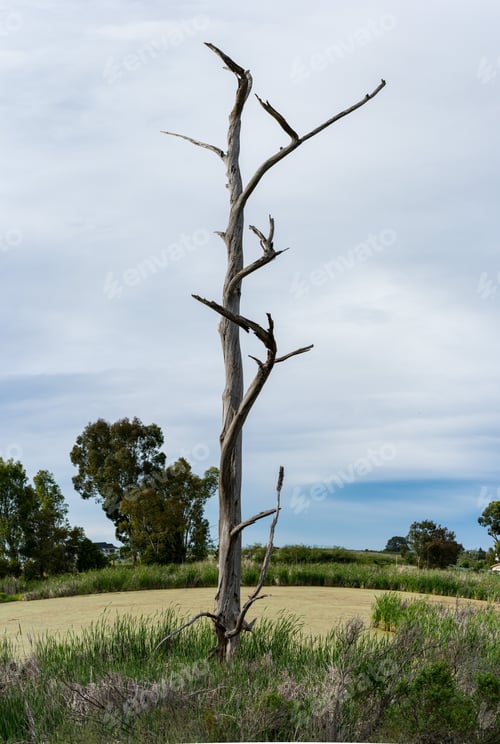 Preview: Curved And Gnarled Branches Of Old Dead Tree Against Algae Covered Pond In Hih Resolution Vertical