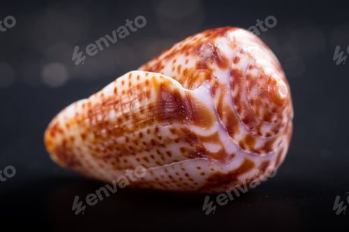 Preview: Beautiful Sea Shell Adorned By Amazing Natural Patterns And Color