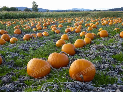 Preview: Fresh And Well Grown Pumpkin Patch In Victoria 1.