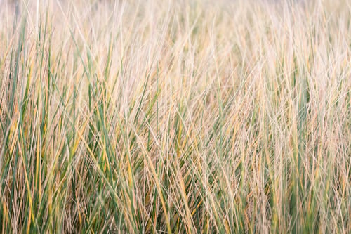 Preview: Close Up Of The Coastal Grass Blowing In The Wind. Photo Taken Using A Slow Shutter Speed To Show