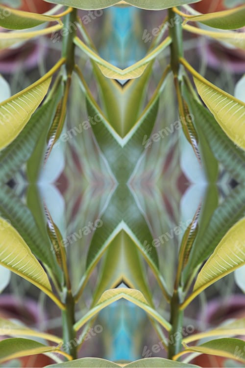 Preview: An Abstract Of Fresh Green Plumeria Rubra Leaves 0043