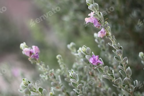 Preview: A Barometerbush Plant With Purple Flowers 0721