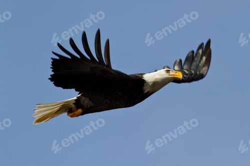 Preview: American Bald Eagle Gliding Looking For Food Mid December In Idaho