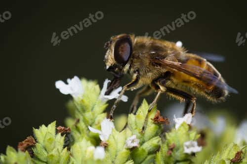 Preview: Close Up Of A Honey Bee Extracting Nectar Form The Blooms On A Oregano Plant In An Organic Garden