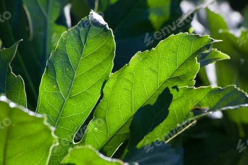 Preview: Green Leaves In The Sunshine