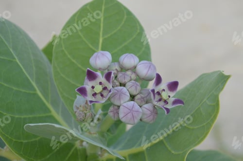 Preview: Aruba'S Wild Flowering Beach Flowers In Aruba.