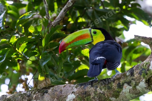 Preview: Keel Billed Toucan Perched On A Tree Branch In The Rainforest Of Costa Rica