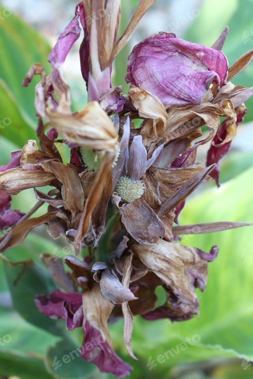 Preview: A Wilted Canna Lily Plant With Purple Leaves 5835