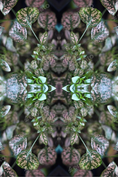 Preview: A Potted Pink Splash Plant Abstract With Lush Spotted Leaves 0273