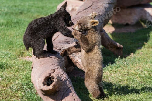 Preview: Close Up Of Two Bear Cubs Playing Rough On Green Grass