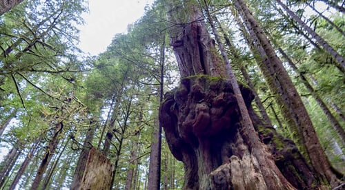 Preview: Natural Beauty In Vancouver Island Series 2 - "Gnarliest Tree" In The Old Growth Forest. Upper
