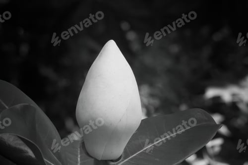 Preview: Magnolia Blossom In Black And White