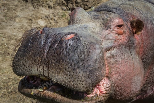 Preview: Close Up Portrait Of A Large Adult Male Hippo At The Zoo