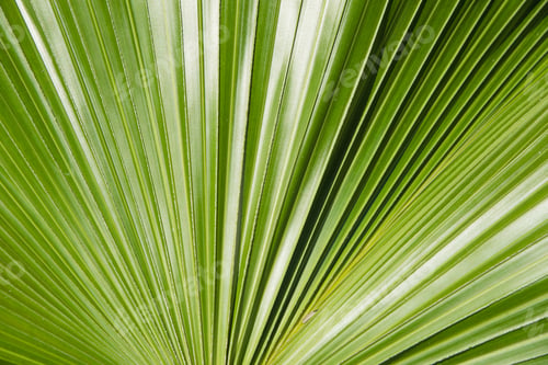Preview: Natural Green Palm Leaf Wallpaper Geometric Wallpaper Or Background