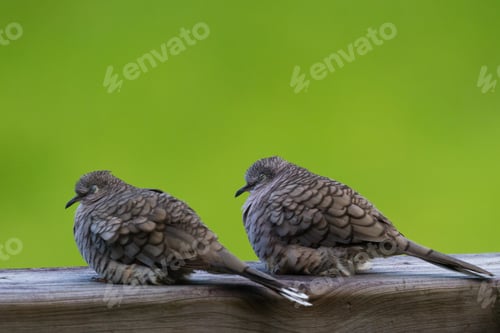 Preview: Close Up Of A Couple Of Love Doves Perched On A Wooden Railing With A Green Grass Background