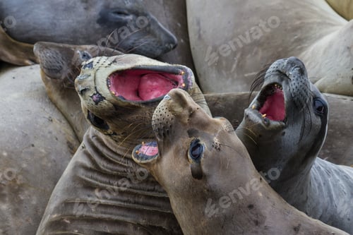 Preview: Close Up Of Elephant Seals In A Bad Mood Trying To Bite One Another
