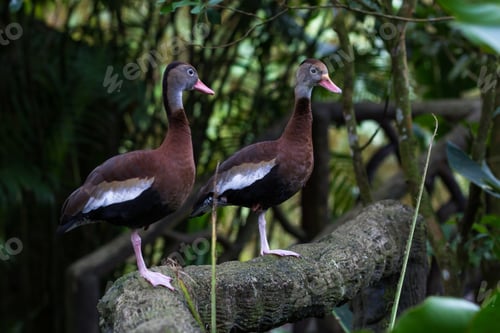 Preview: Black Bellied Whistling Duck In A Dark Forest Setting In Costa Rica