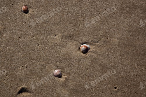 Preview: Seashells At Ashkelon Park, Israel