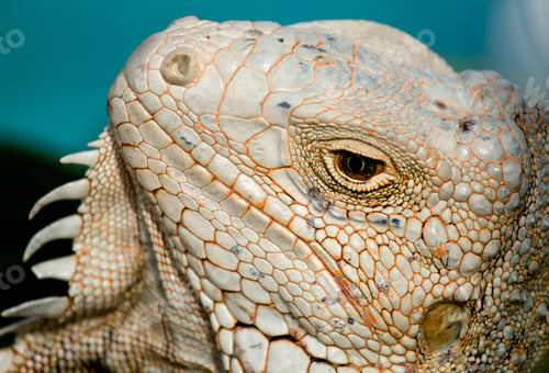 Preview: Close Up Image Of The Eye Of An Iguana With Scaly Neck And Mouth