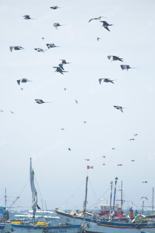 Preview: North Coast Of Peru, Seals And Sea.