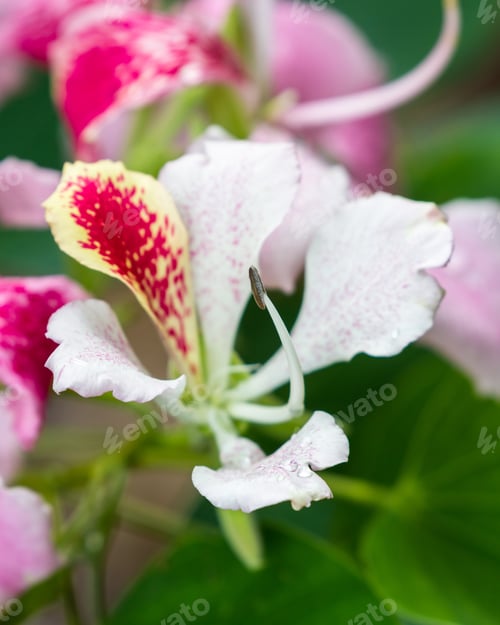 Preview: Close Up Of A Beautiful Orchid Blooming On A Tree, Bauhinia Monandra.