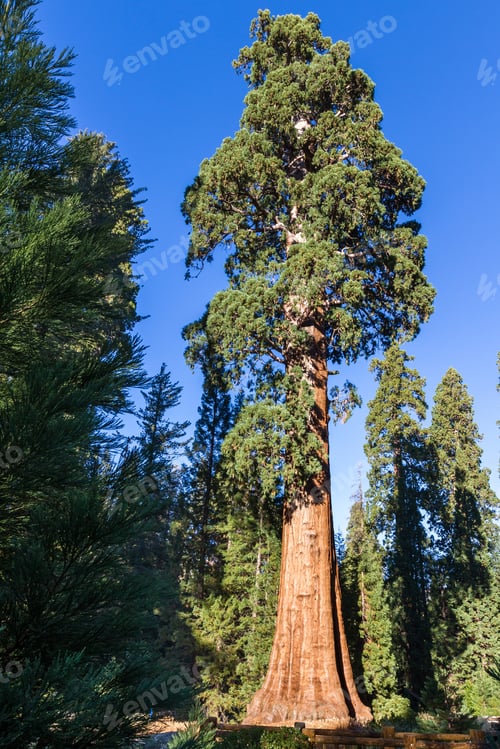 Preview: Giant Sequoia Trees In Sequoia Np In California With Blue Skies In The Background
