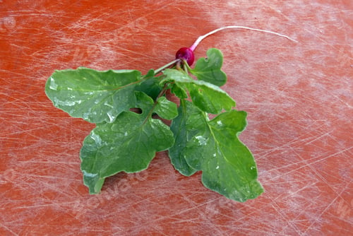 Preview: Tiny Radish With Leaves On A Cutting Board