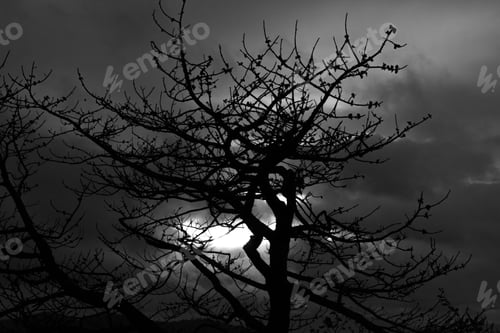 Preview: Bare Tree Limbs Against A Sunrise